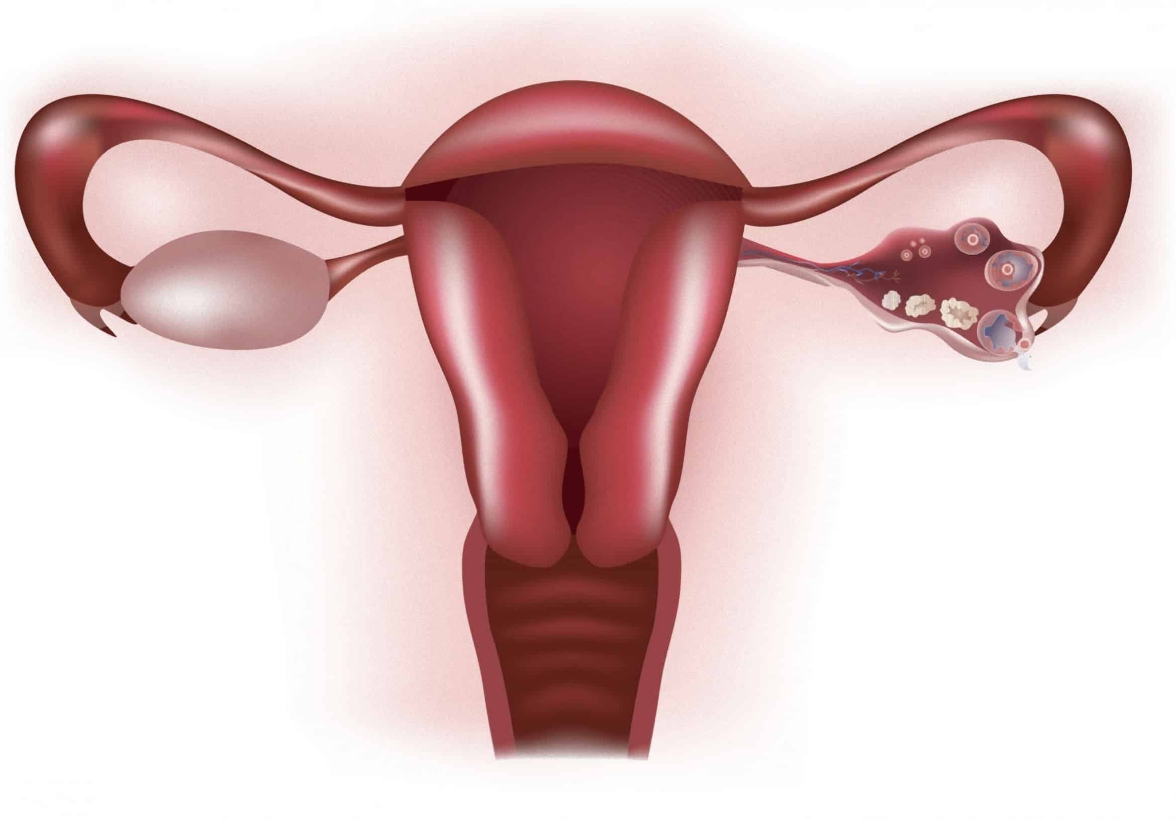 ovulação - Fertilidade