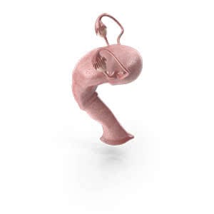 Imagem de um útero e trompas uterinas.