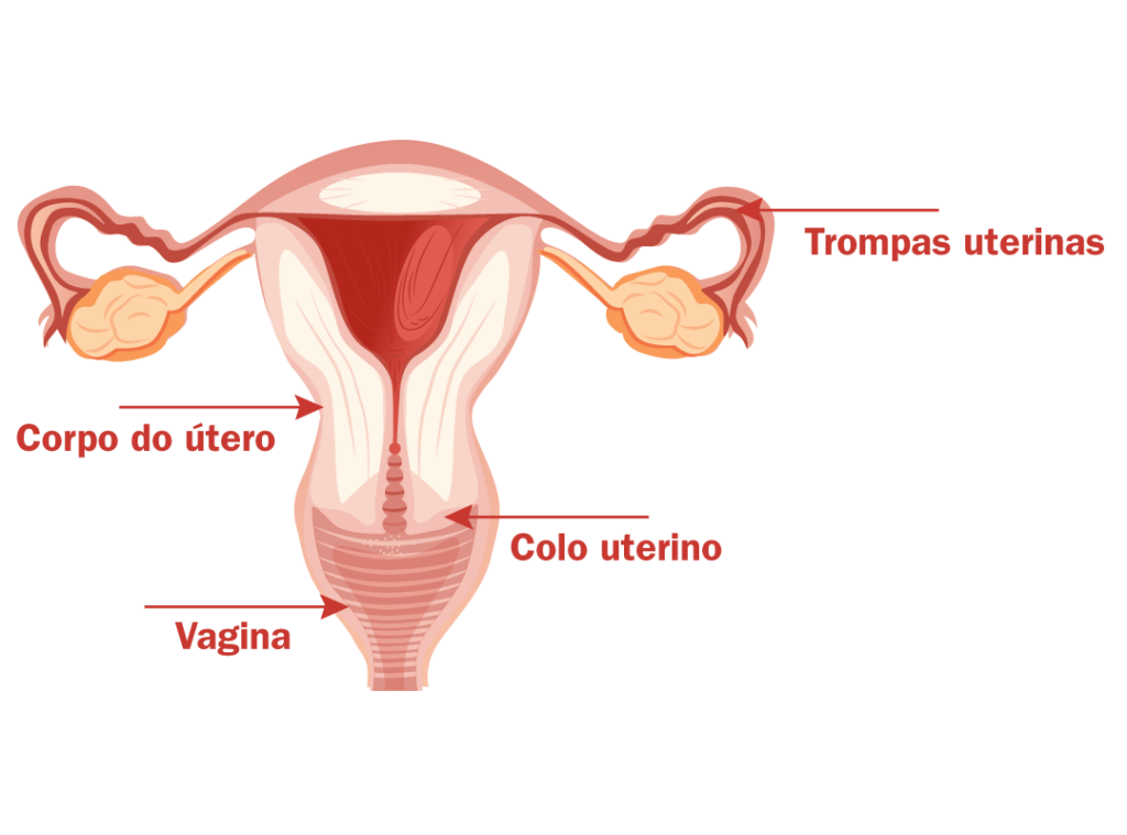anatomia do utero
