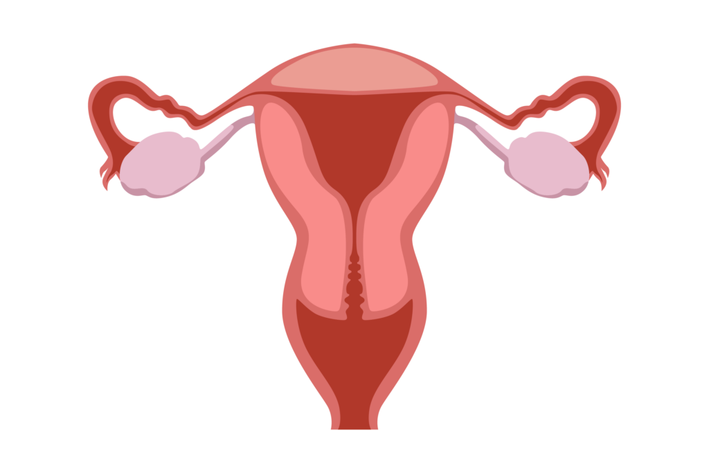 A vagina relativa ao útero