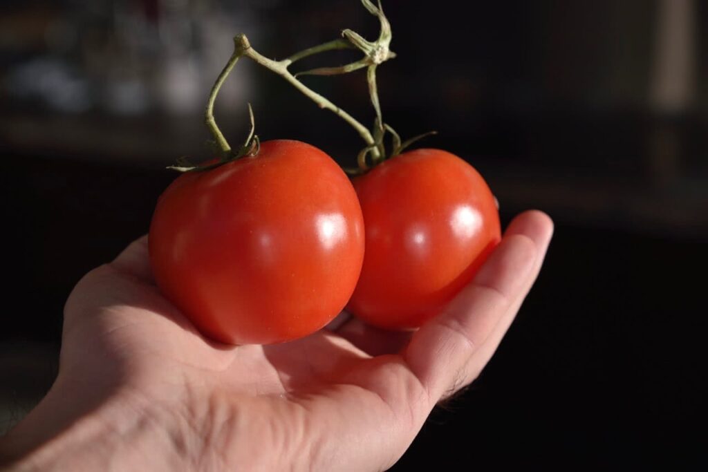 Tomates frescos e maduros em uma cesta de vime.